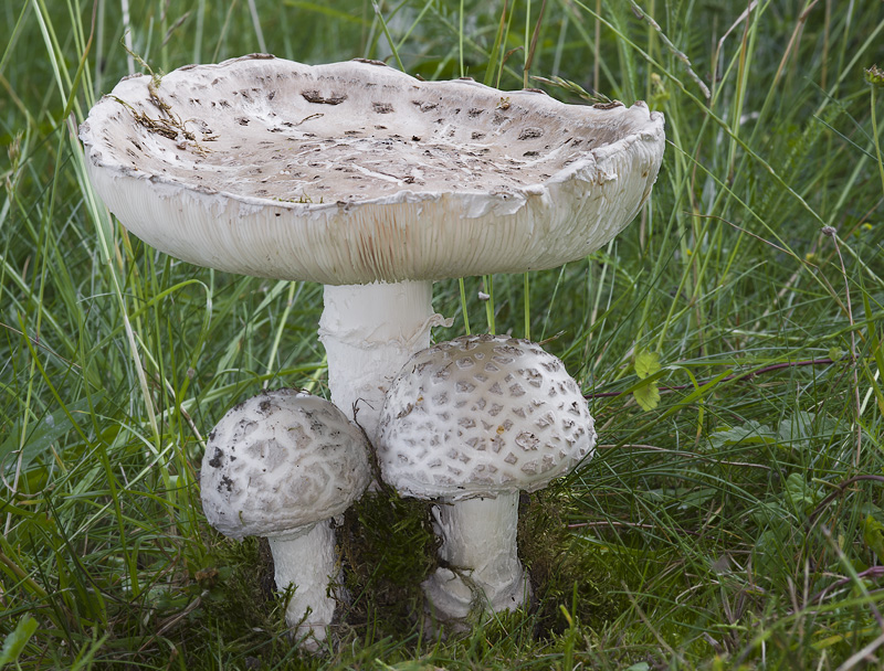 Amanita strobiliformis